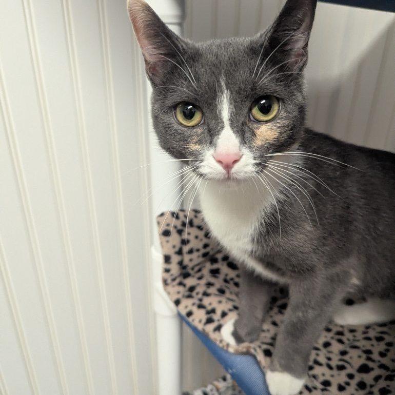 25-179 Birch (w Luna), a Adoptable Domestic Short Hair in North Branford, CT image 3/5