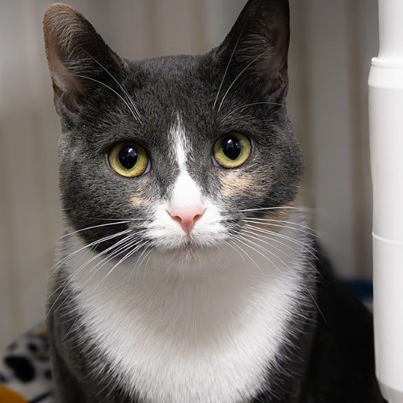 25-179 Birch (w Luna), a Adoptable Domestic Short Hair in North Branford, CT image 4/5