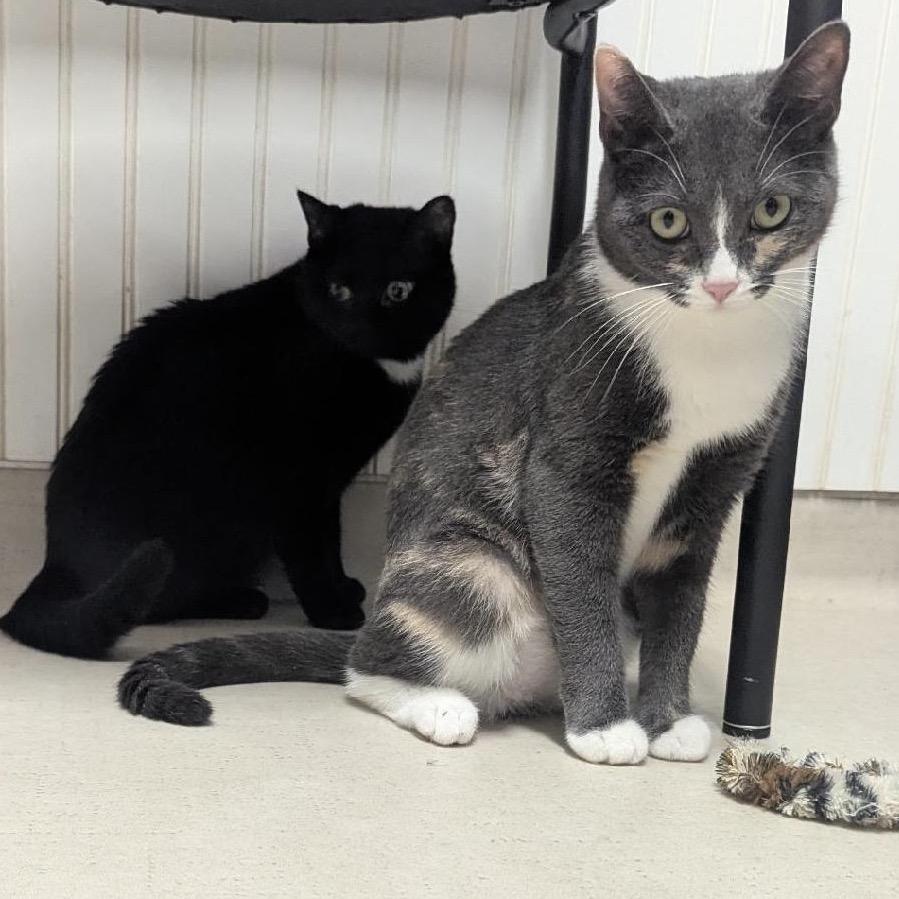 25-179 Birch (w Luna), a Adoptable Domestic Short Hair in North Branford, CT image 5/5