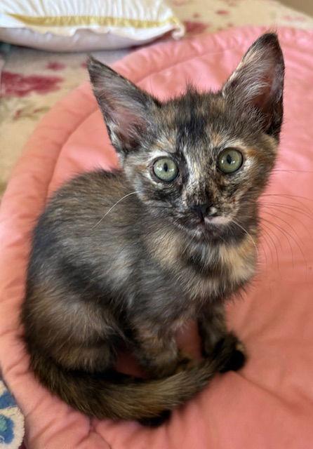 Kitten Yo-Yo, a Adopted mixed breed in Seal Beach, CA image 1/3