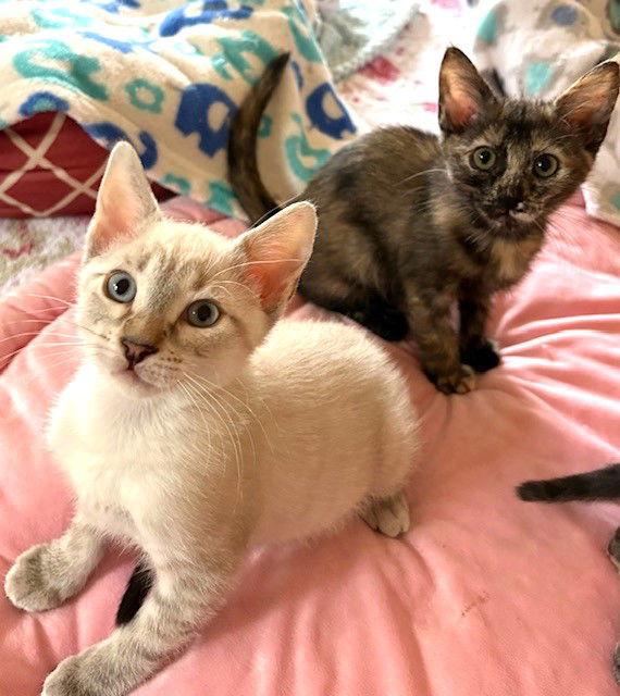 Kitten Yo-Yo, a Adopted mixed breed in Seal Beach, CA image 2/3