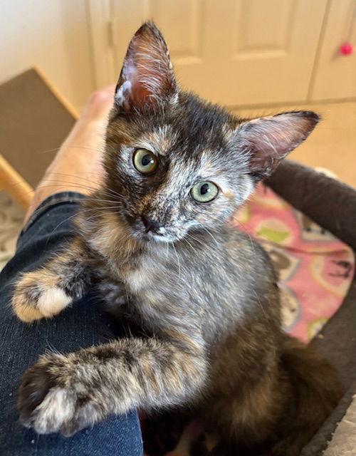 Kitten Yo-Yo, a Adopted mixed breed in Seal Beach, CA image 3/3