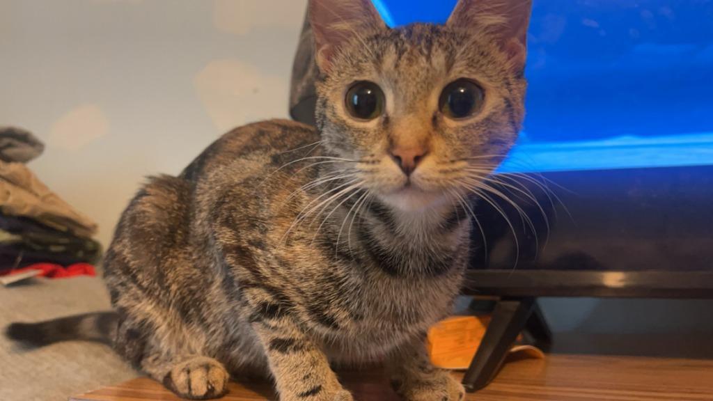 Stella, Adoptable, Adult Female Domestic Short Hair.