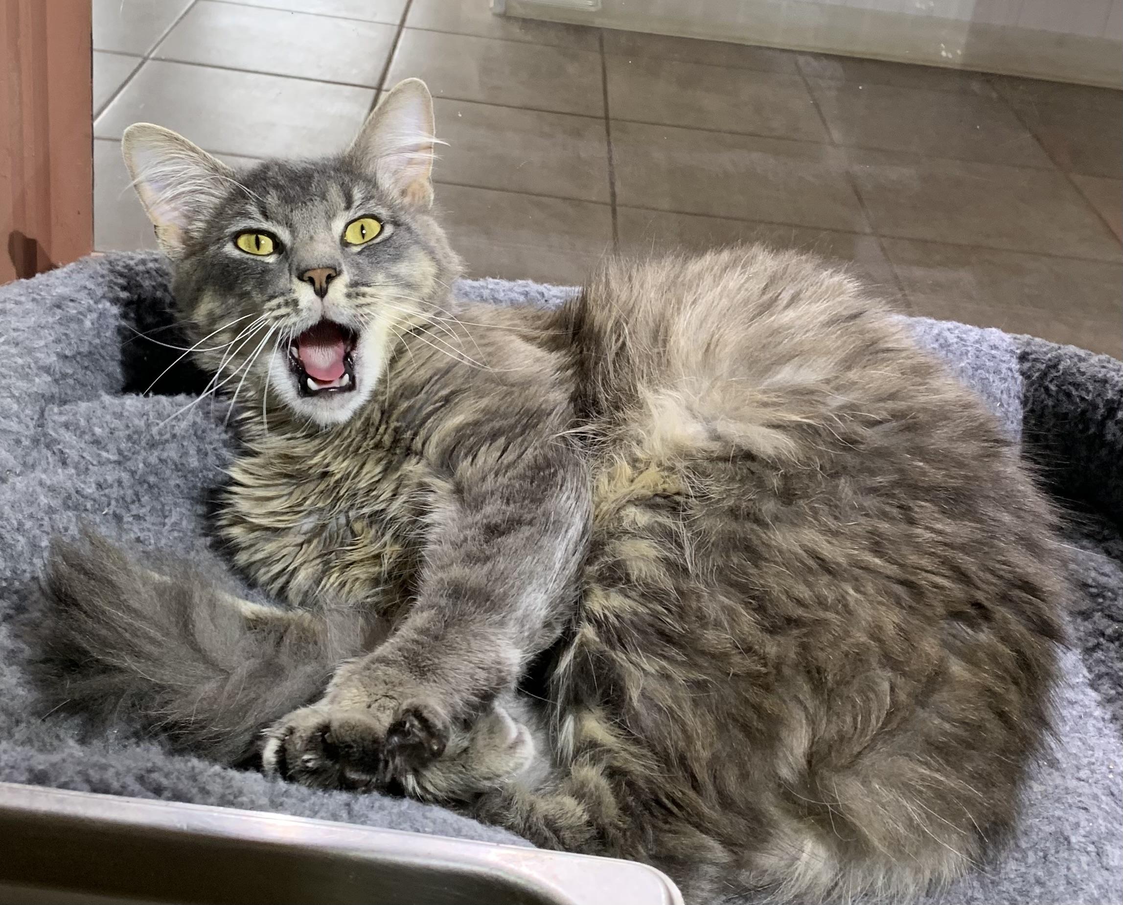 Enlarge Gizmo, a ADOPTABLE mixed breed in Massena, NY image 3/3