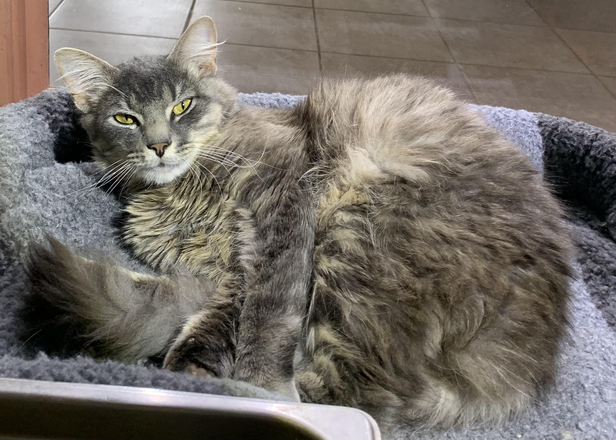 Gizmo, ADOPTABLE, Young Male Domestic Long Hair.