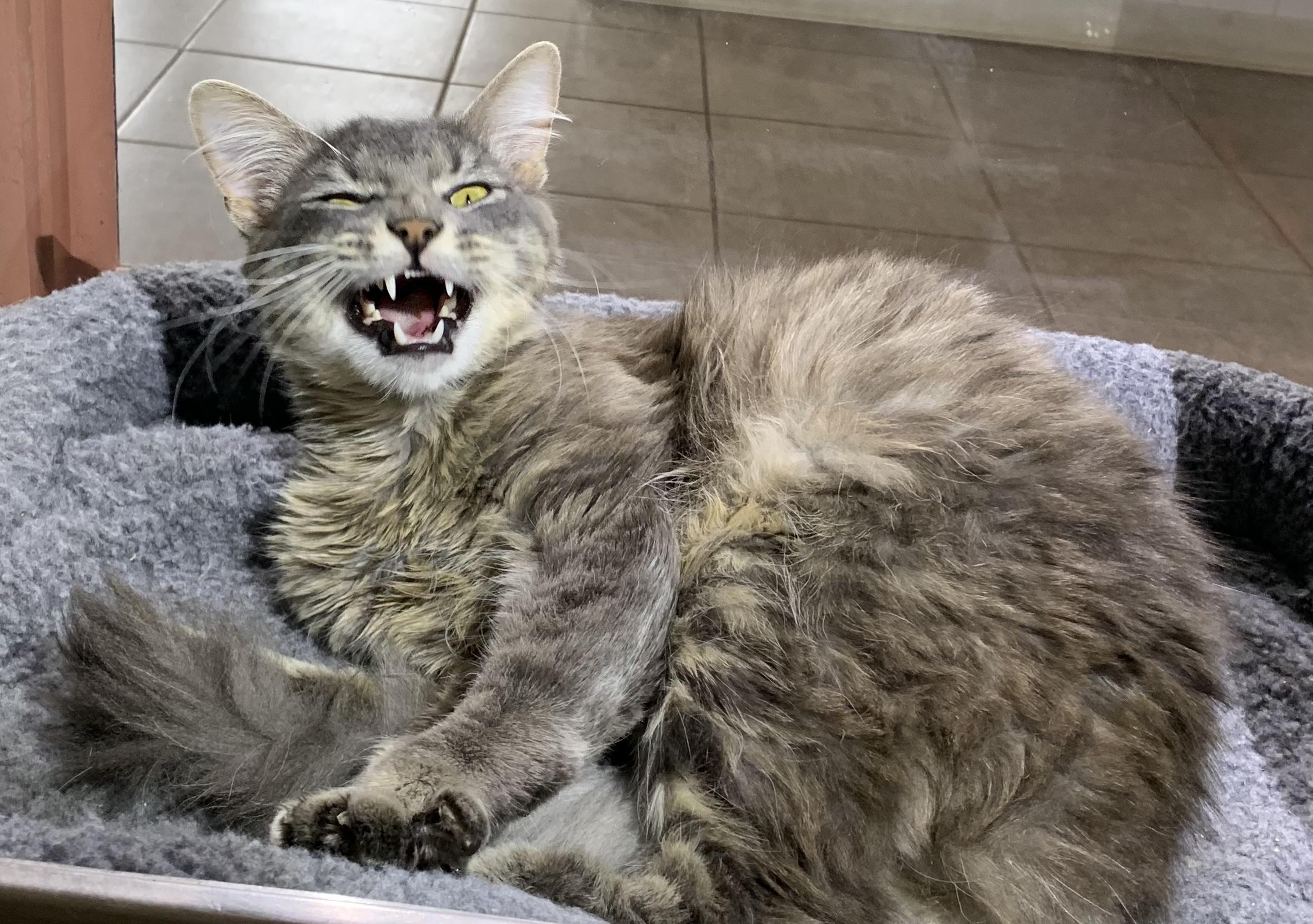 Enlarge Gizmo, a ADOPTABLE mixed breed in Massena, NY image 2/3