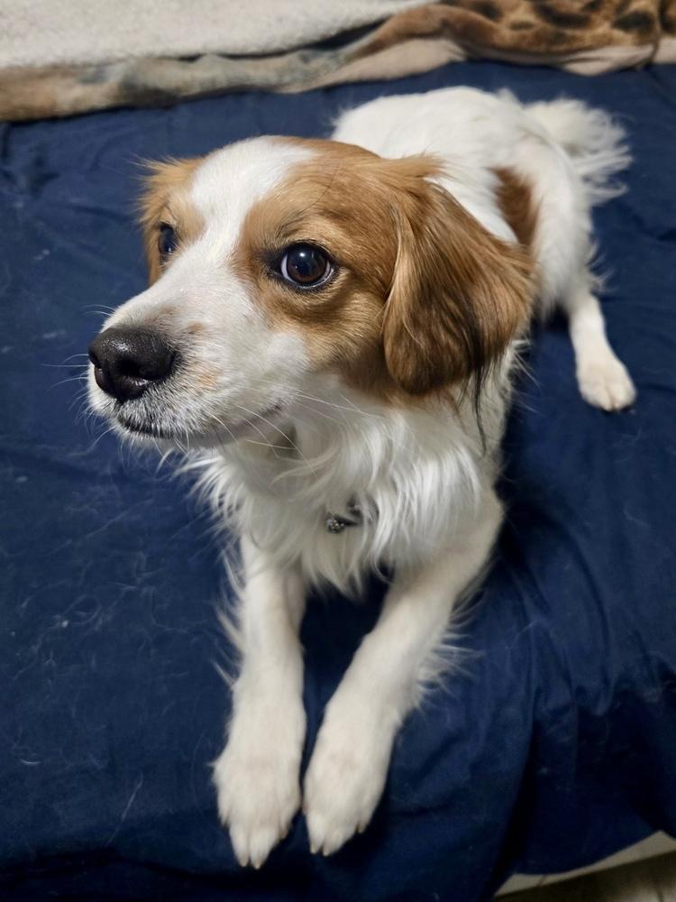 Enlarge Patches, a ADOPTABLE Chihuahua in TUCSON, AZ image 3/3