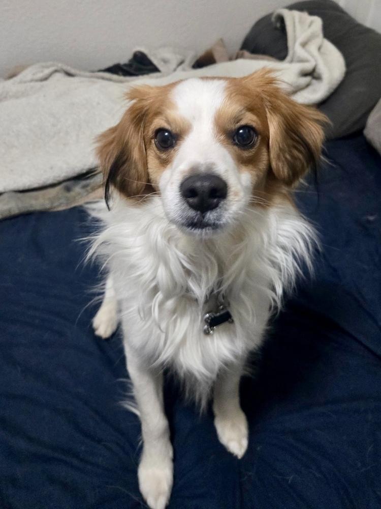 Enlarge Patches, a ADOPTABLE Chihuahua in TUCSON, AZ image 1/3