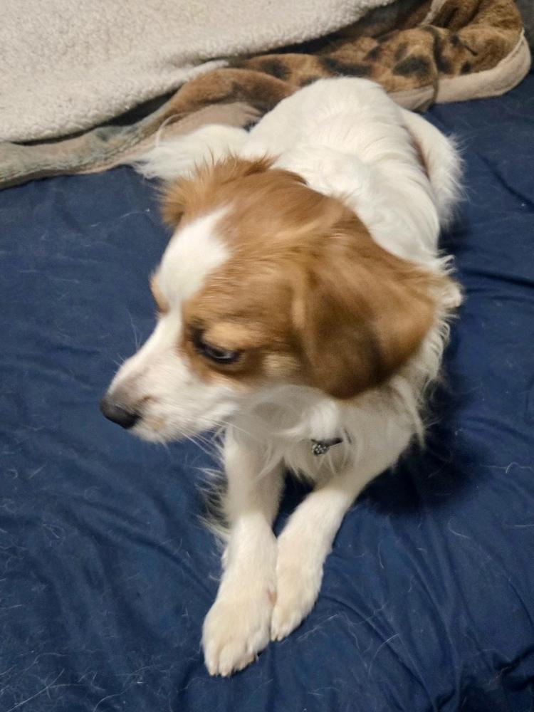 Enlarge Patches, a ADOPTABLE Chihuahua in TUCSON, AZ image 2/3