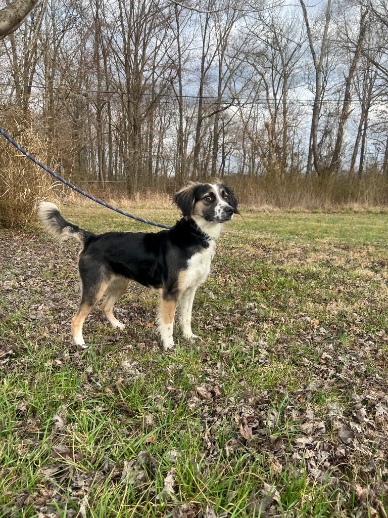 Lady Maybelline, Adopted, Adult Female Australian Shepherd.
