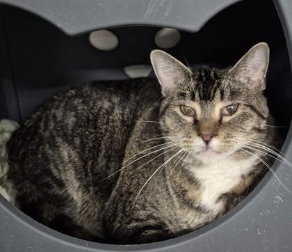 Dorset, Adoptable, Adult Male Domestic Short Hair.