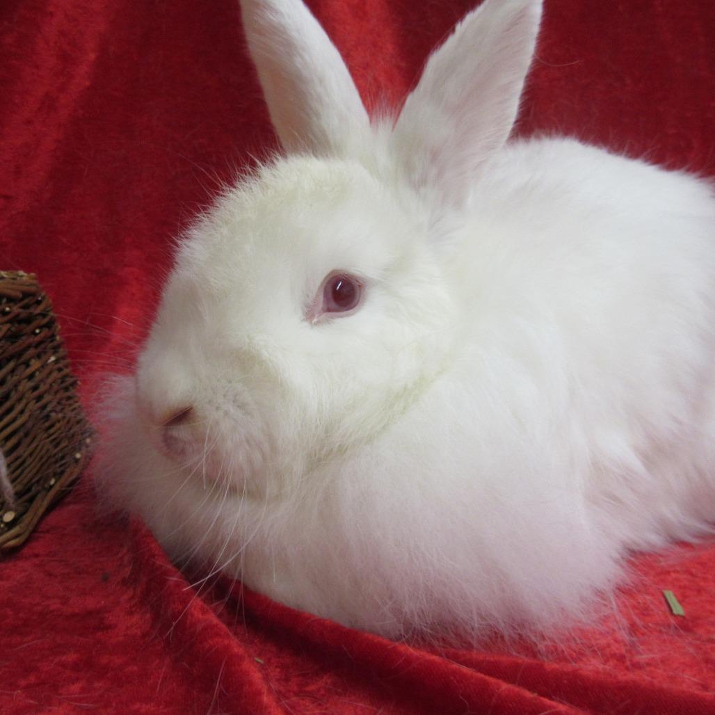 Enlarge Zana, a Adoptable Angora Rabbit in Newport, PA image 1/3
