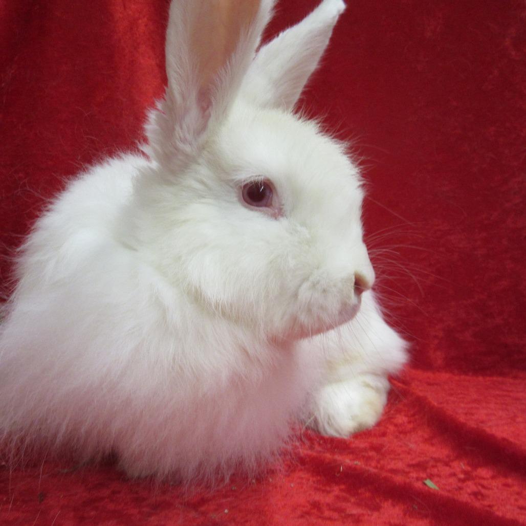 Enlarge Zana, a Adoptable Angora Rabbit in Newport, PA image 2/3