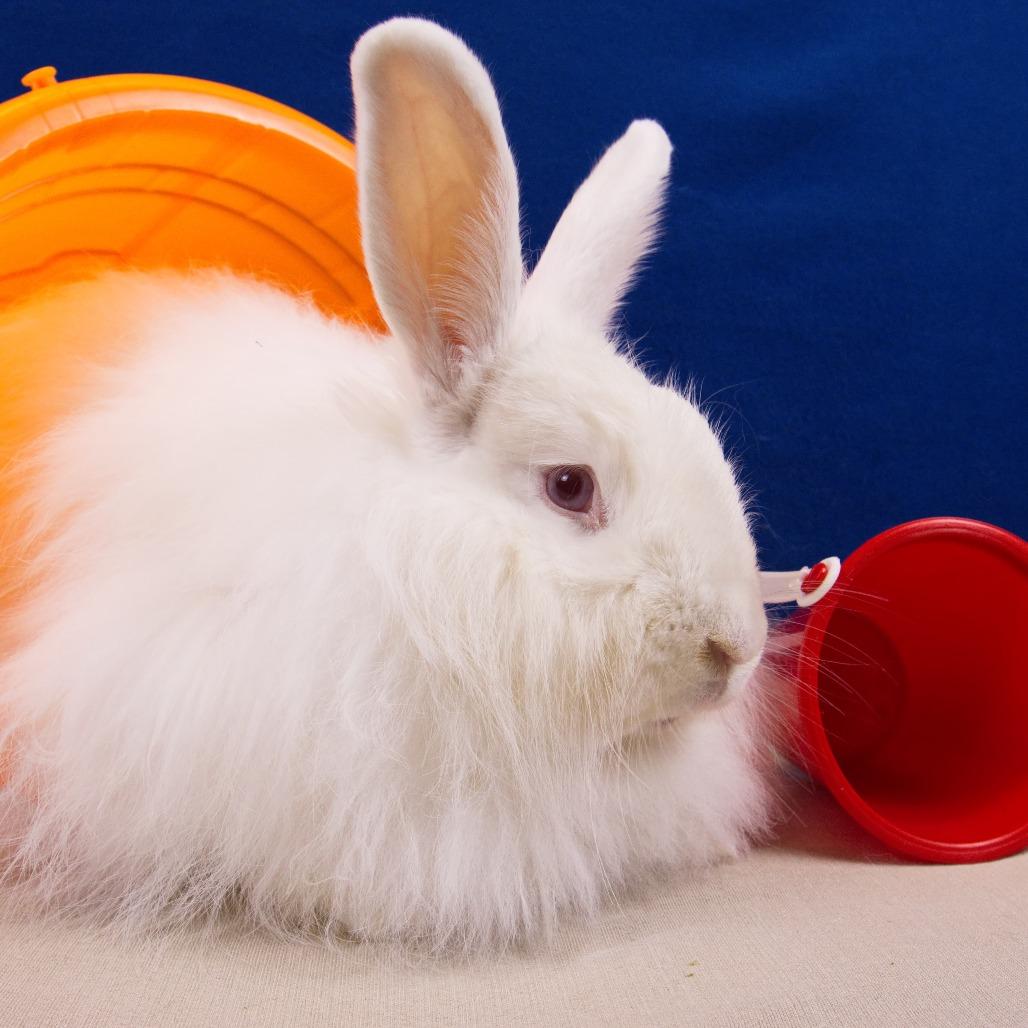 Enlarge Zana, a Adoptable Angora Rabbit in Newport, PA image 4/5