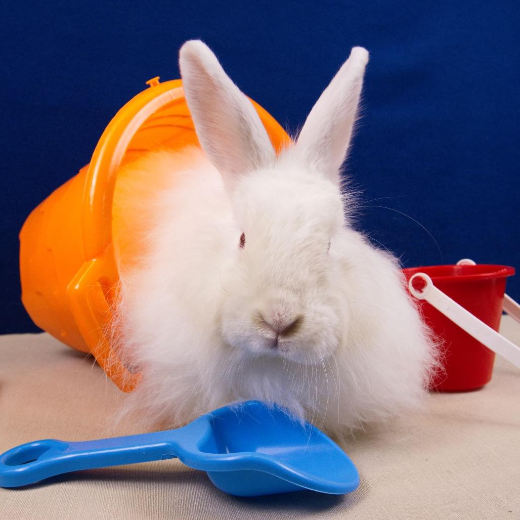 Enlarge Zana, a Adoptable Angora Rabbit in Newport, PA image 5/5