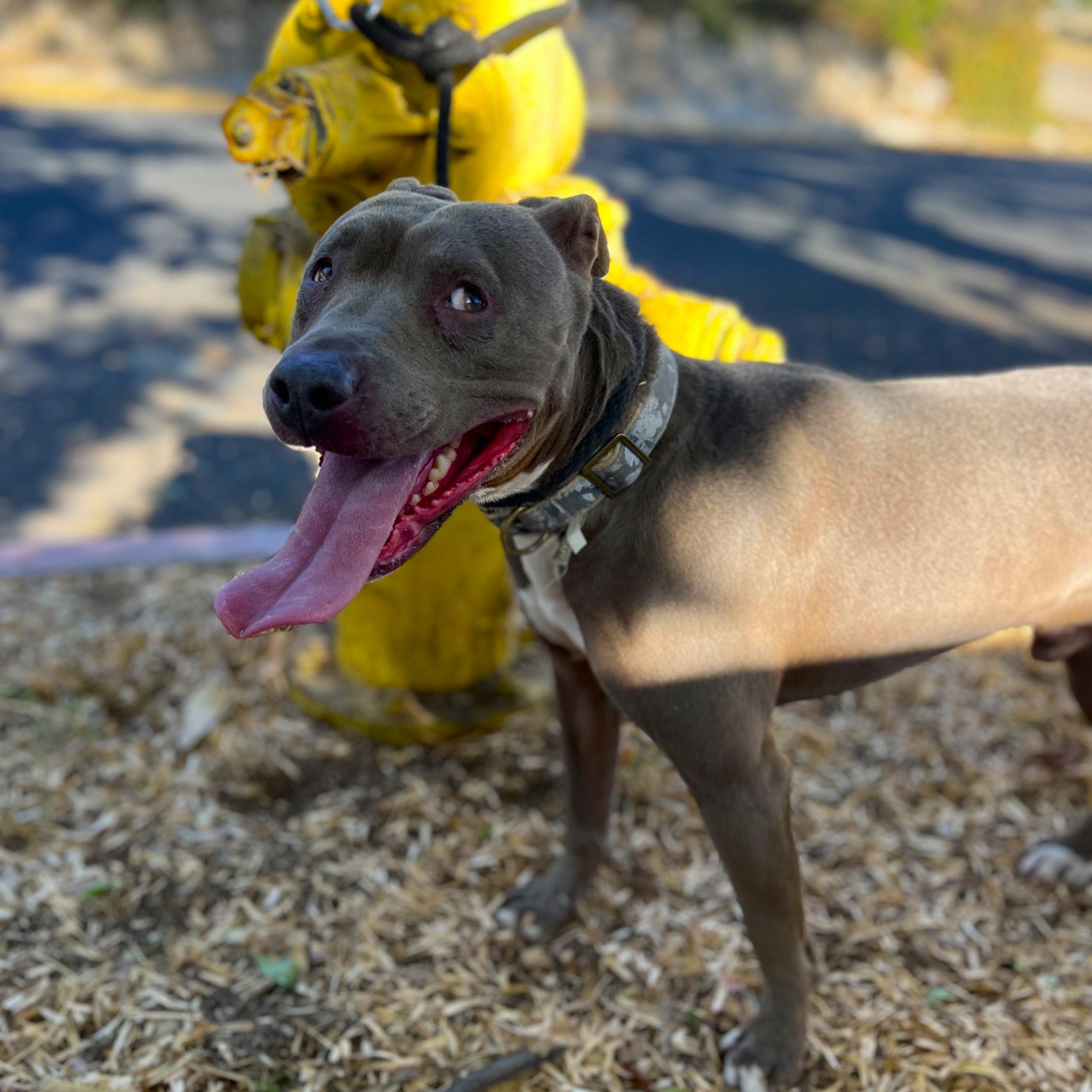 Ryder, a Adoptable mixed breed in Los Angeles, CA image 6/6