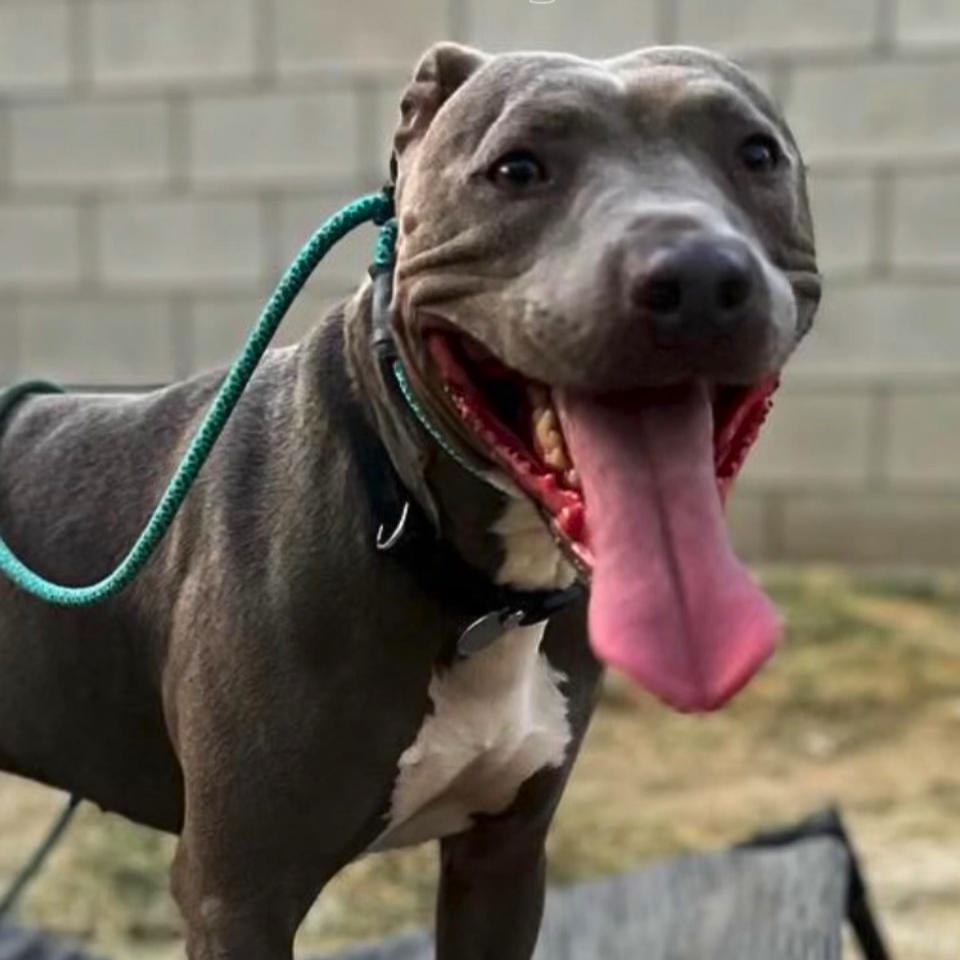 Ryder, a Adoptable mixed breed in Los Angeles, CA image 2/6