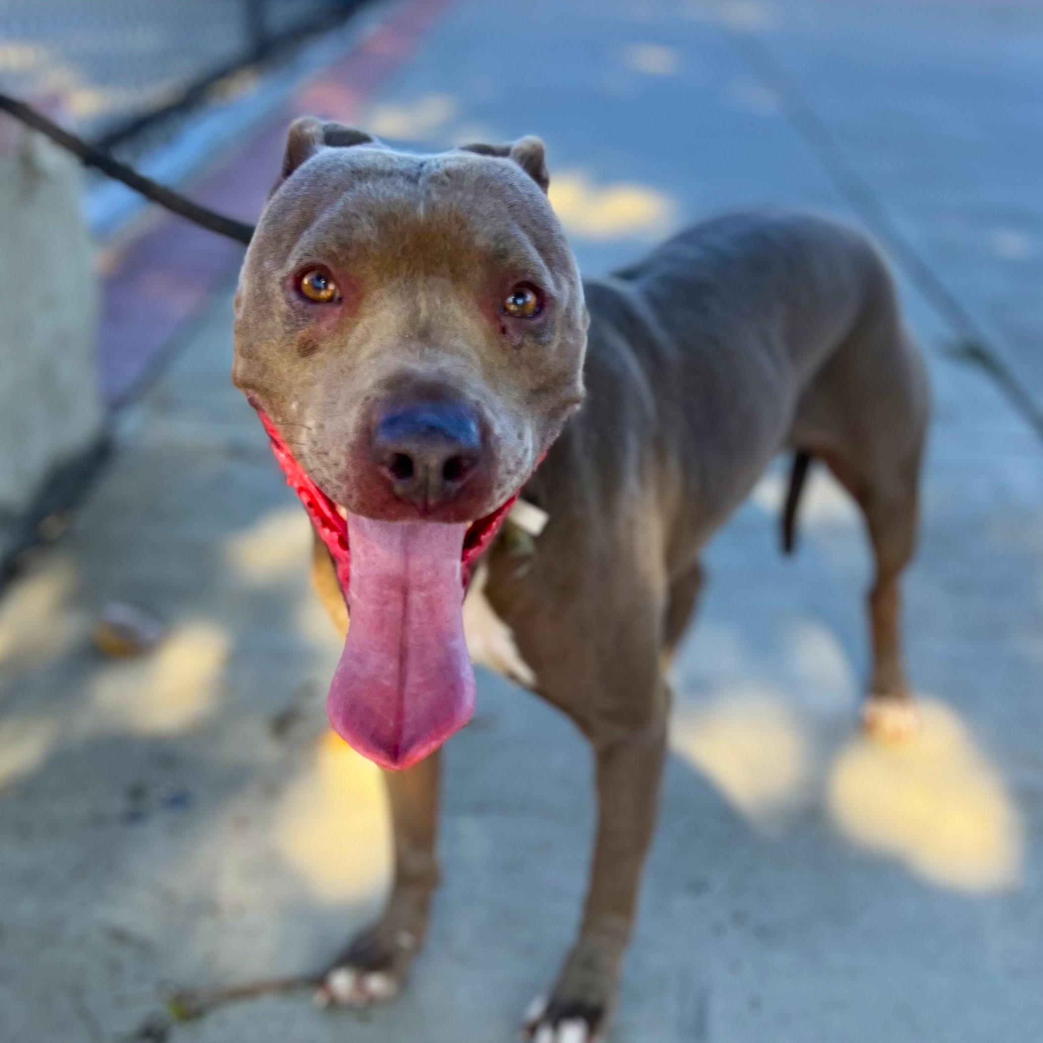 Ryder, a Adoptable mixed breed in Los Angeles, CA image 4/6