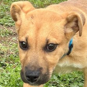 Enlarge Jaxson, an adopted mixed breed in Cypress, TX image 3/3