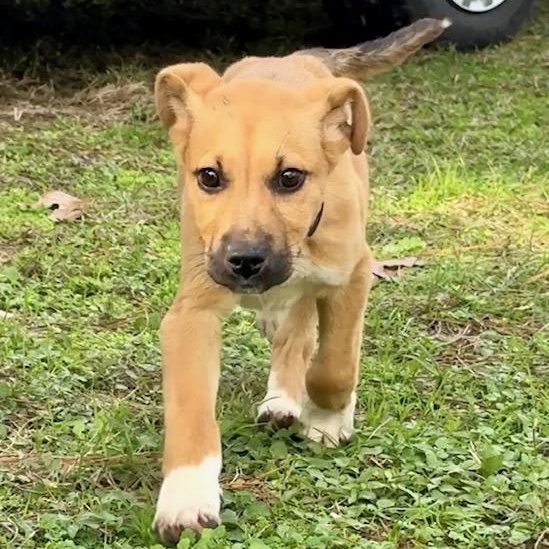 Enlarge Jaxson, an adopted mixed breed in Cypress, TX image 2/3