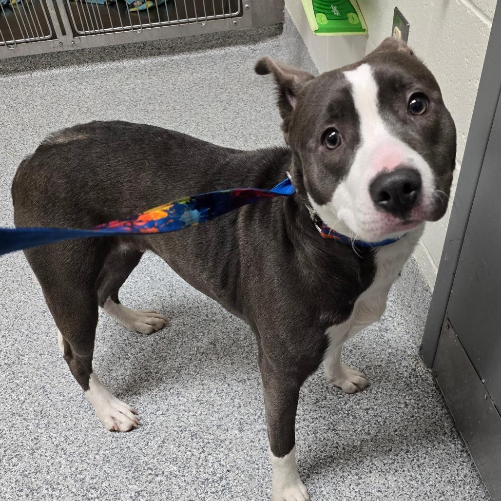 Enlarge Sheila, a Adoptable American Staffordshire Terrier in Grand Rapids, MI image 1/6