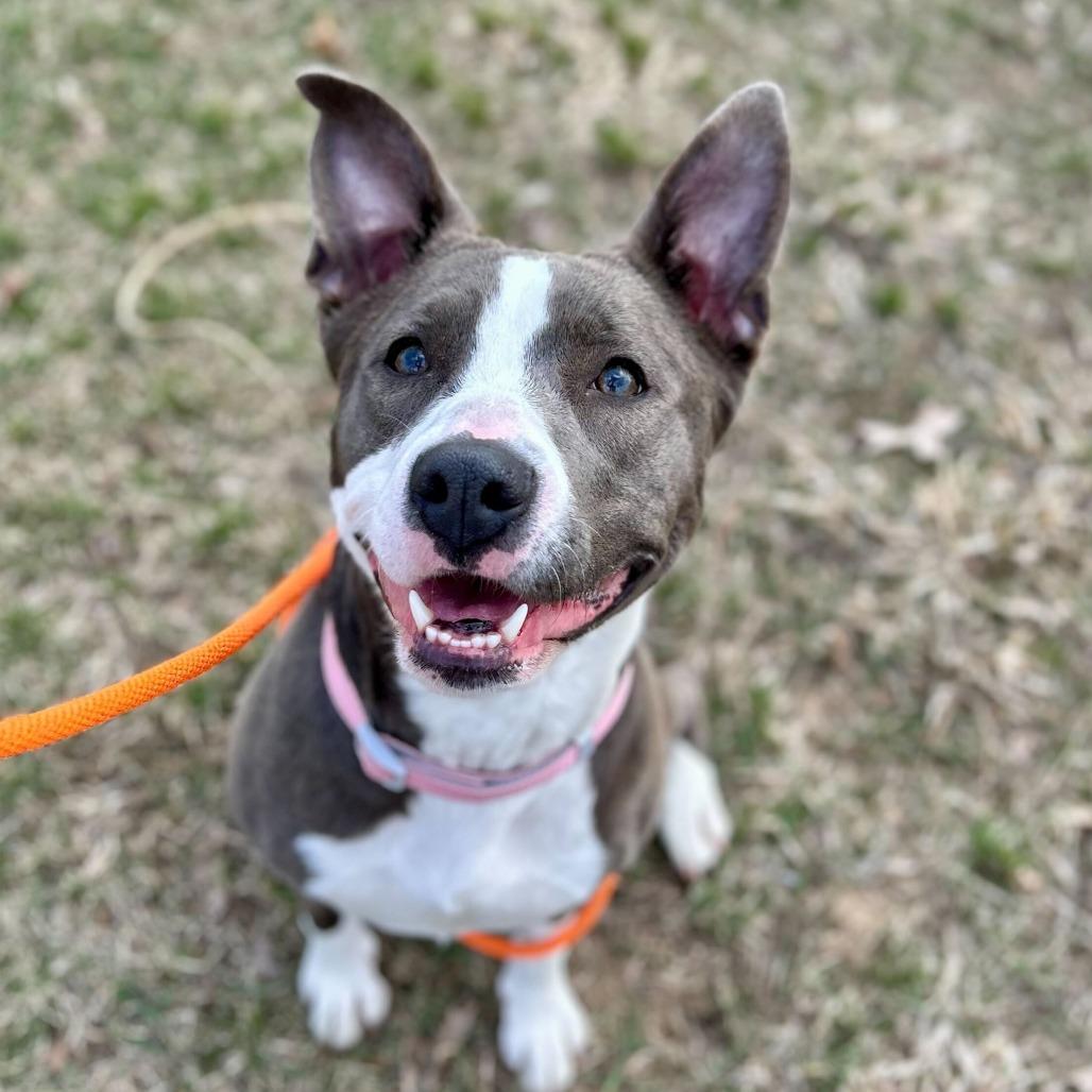 Enlarge Sheila, a Adoptable American Staffordshire Terrier in Grand Rapids, MI image 3/6