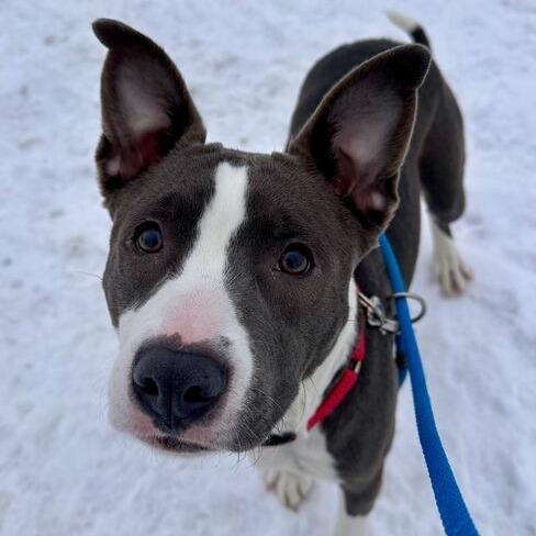 Enlarge Sheila, a Adoptable American Staffordshire Terrier in Grand Rapids, MI image 4/6