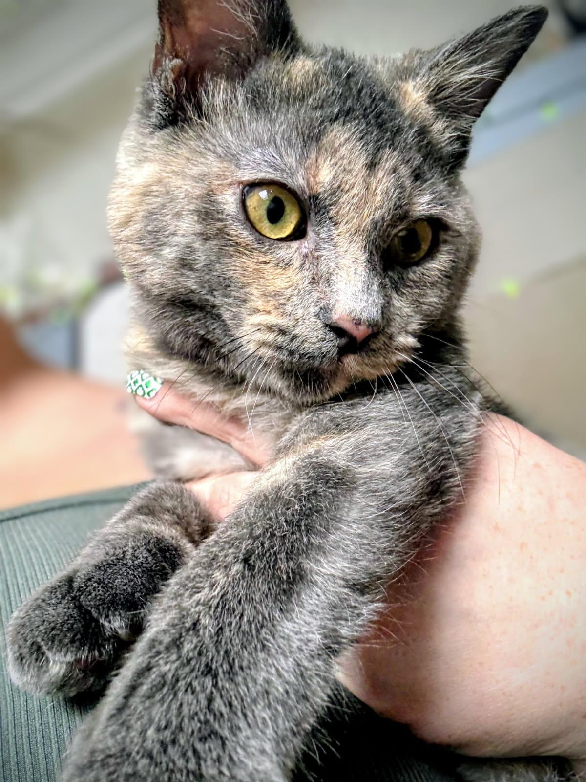 Enlarge Tiny, an adopted Dilute Calico in Pinedale, WY image 2/2