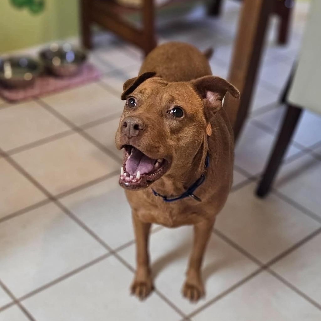 Sydney , a ADOPTABLE mixed breed in Pelham, NH image 2/6