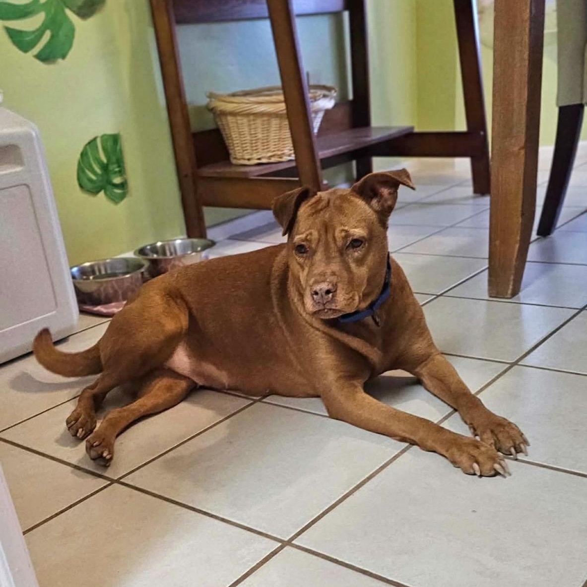 Sydney , a ADOPTABLE mixed breed in Pelham, NH image 4/6