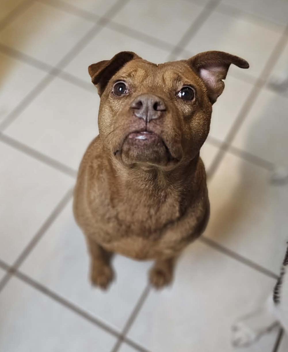 Sydney , a ADOPTABLE mixed breed in Pelham, NH image 6/6