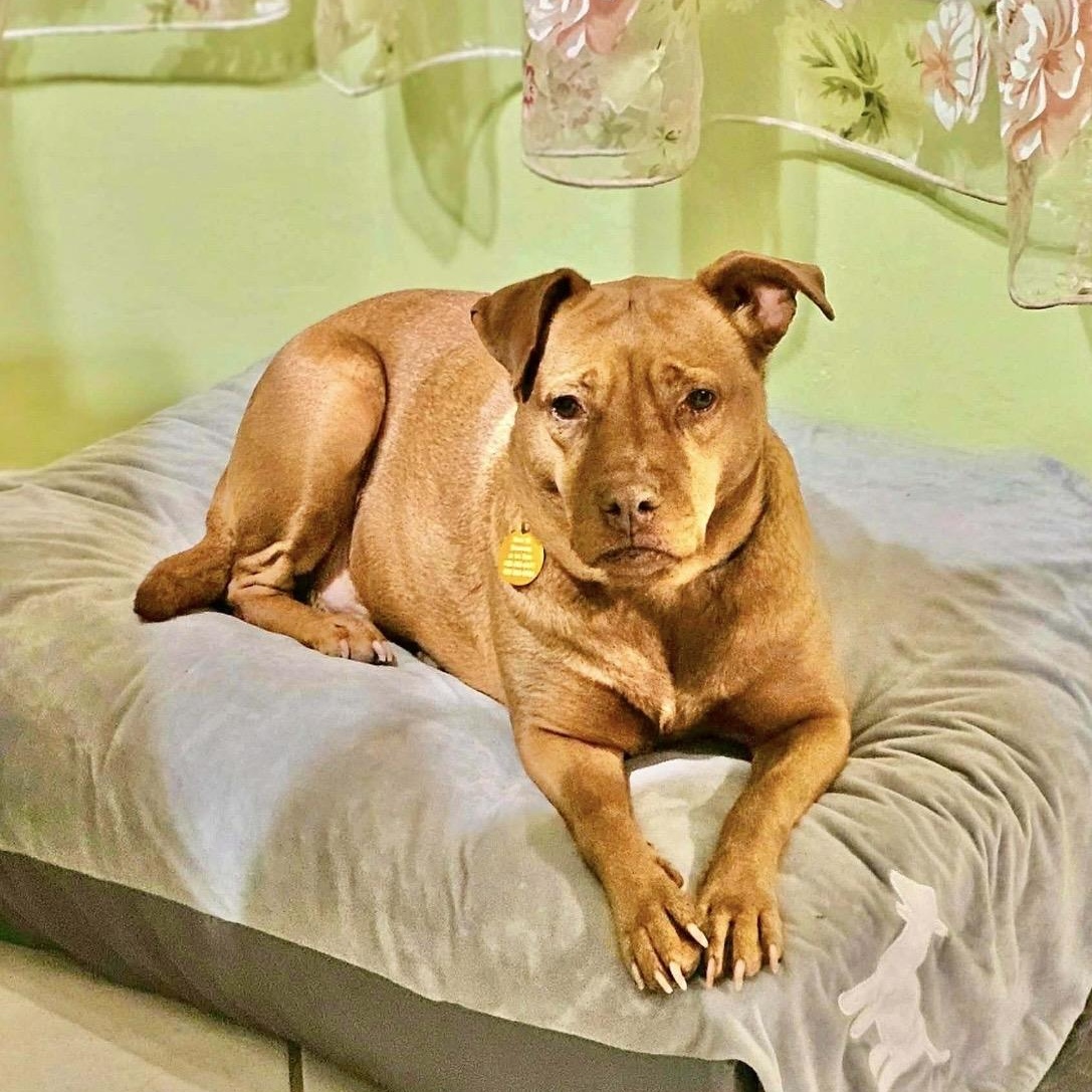 Sydney , a ADOPTABLE mixed breed in Pelham, NH image 3/6