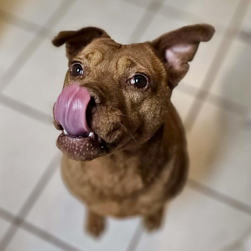 Sydney , ADOPTABLE, Adult Female American Bully & Mixed Breed.