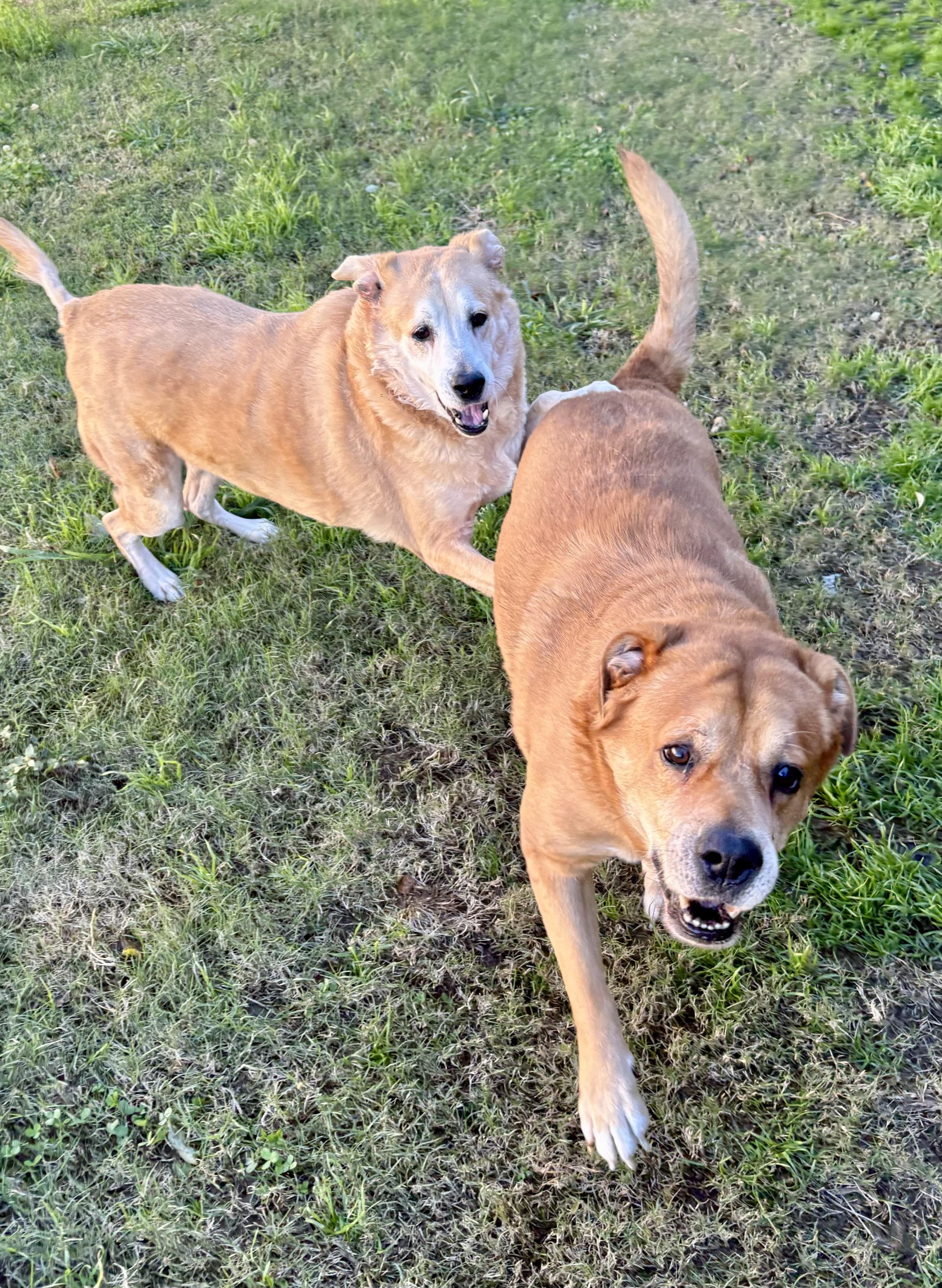 Justice & Blessing, a bonded pair, a Adoptable Mixed Breed in Southaven , MS image 4/6