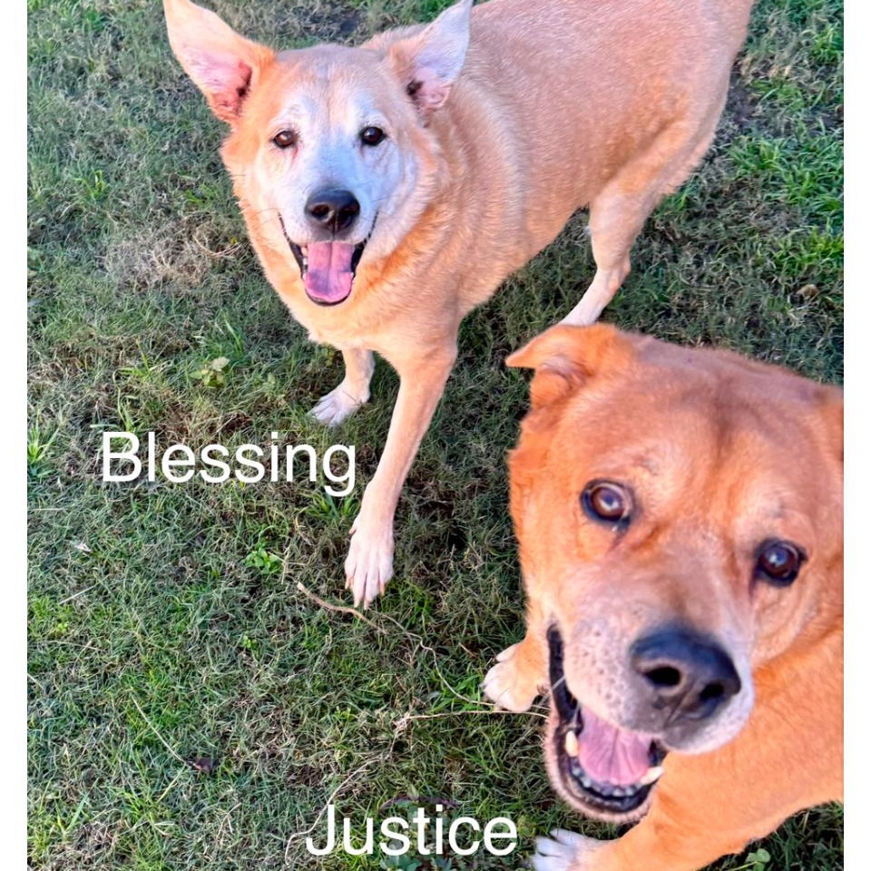 Justice & Blessing, a bonded pair, Adoptable, Senior Male Mixed Breed.