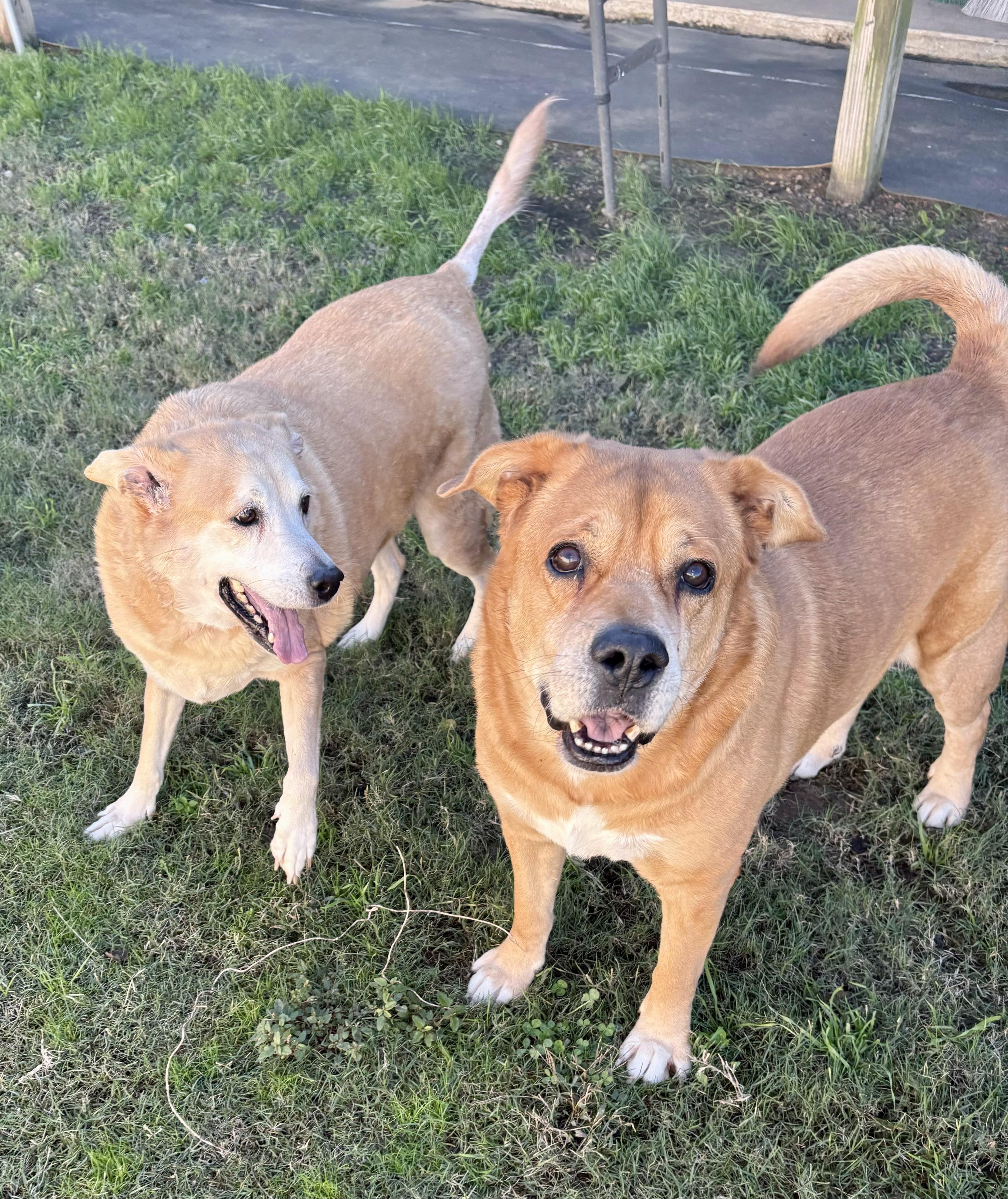 Justice & Blessing, a bonded pair, a Adoptable Mixed Breed in Southaven , MS image 2/6