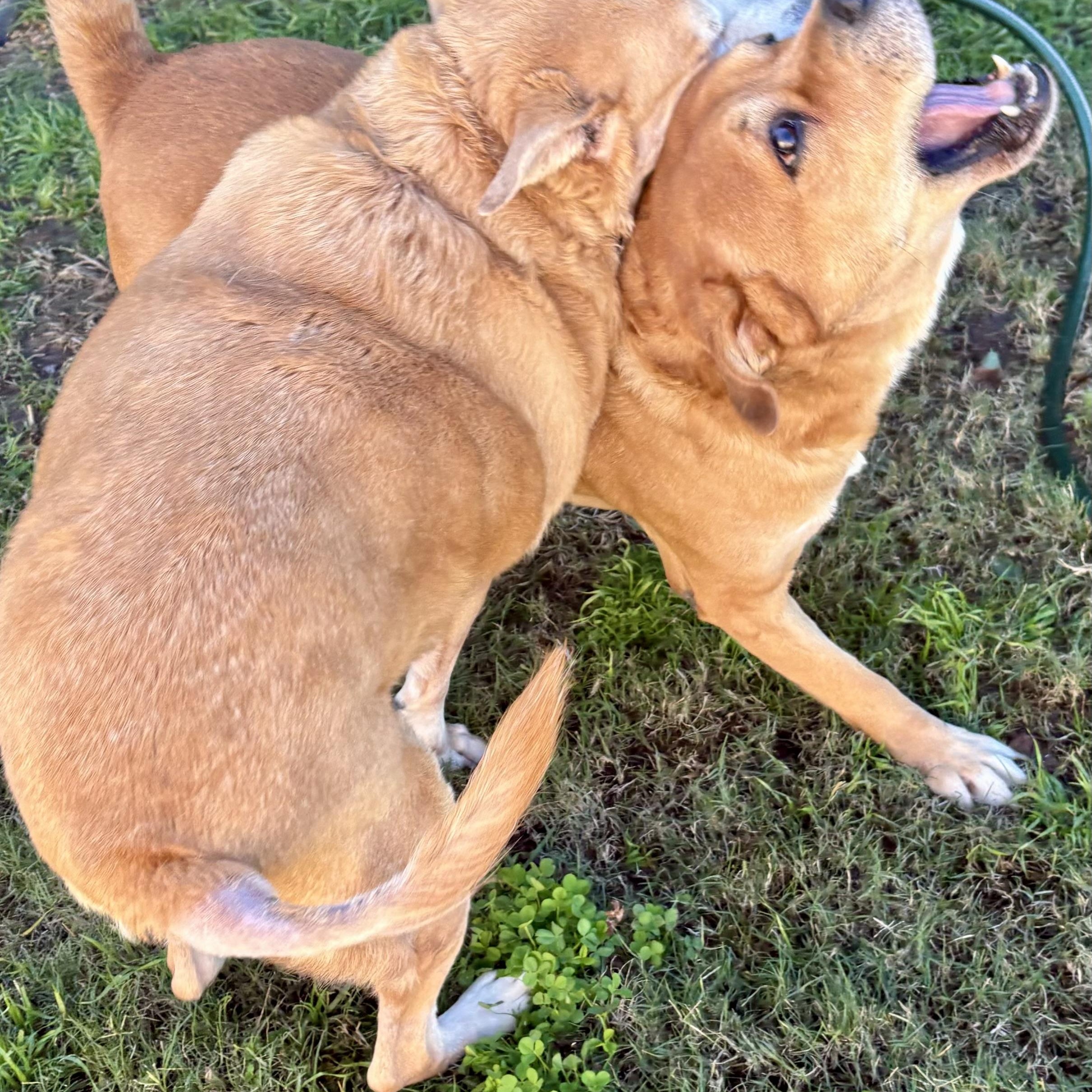 Justice & Blessing, a bonded pair, a Adoptable Mixed Breed in Southaven , MS image 5/6