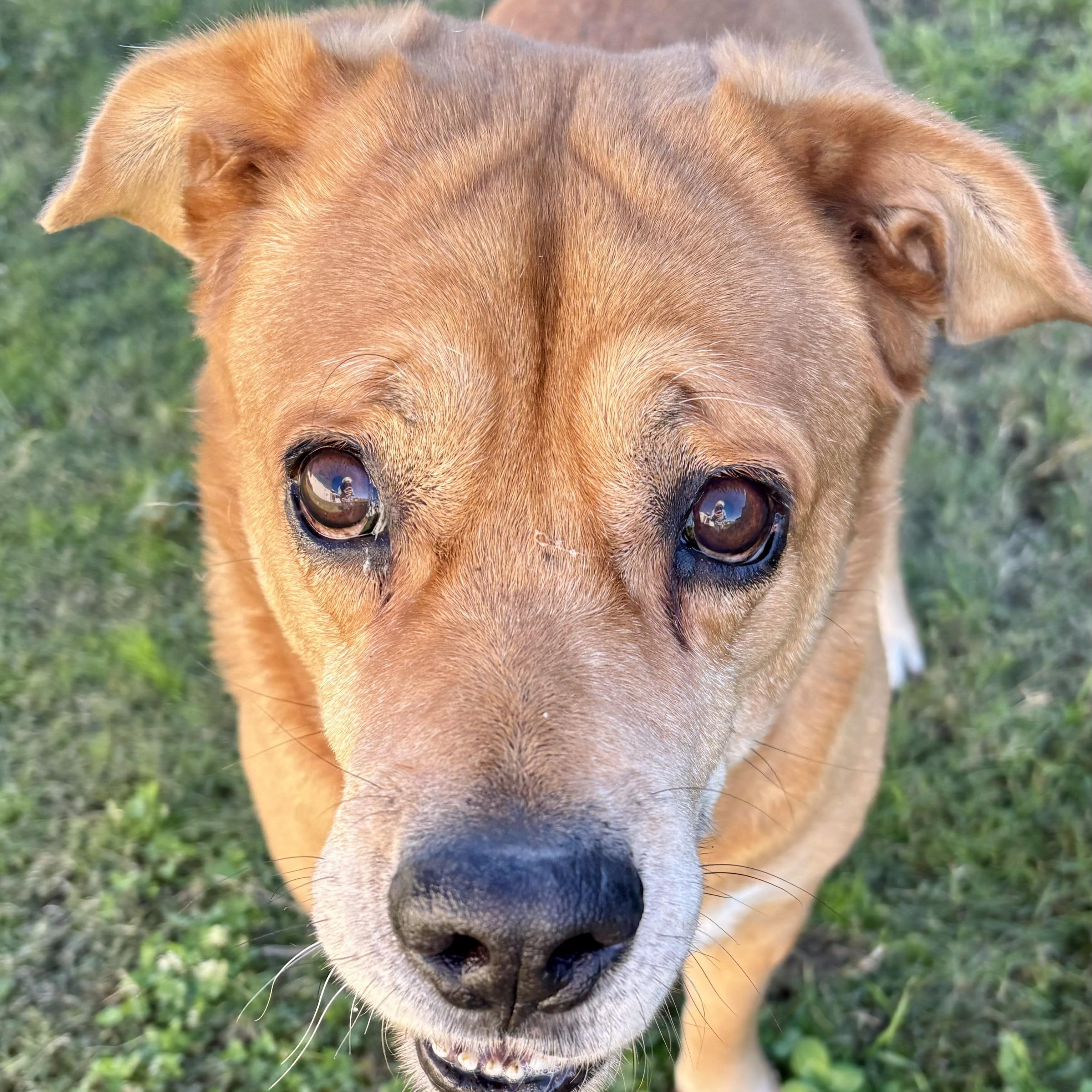 Justice & Blessing, a bonded pair, a Adoptable Mixed Breed in Southaven , MS image 3/6
