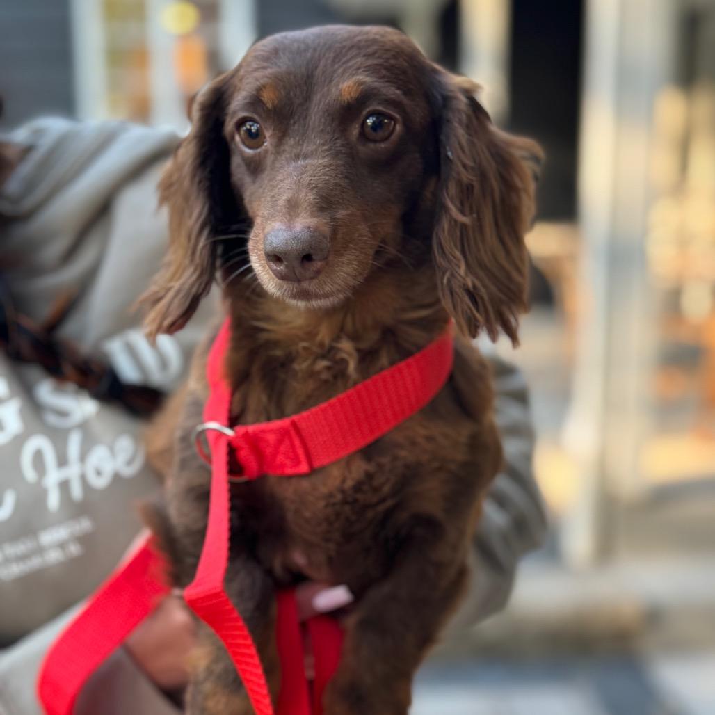 Enlarge Pesto, a Adoptable Dachshund (Long Haired) in St. Charles, IL image 1/4
