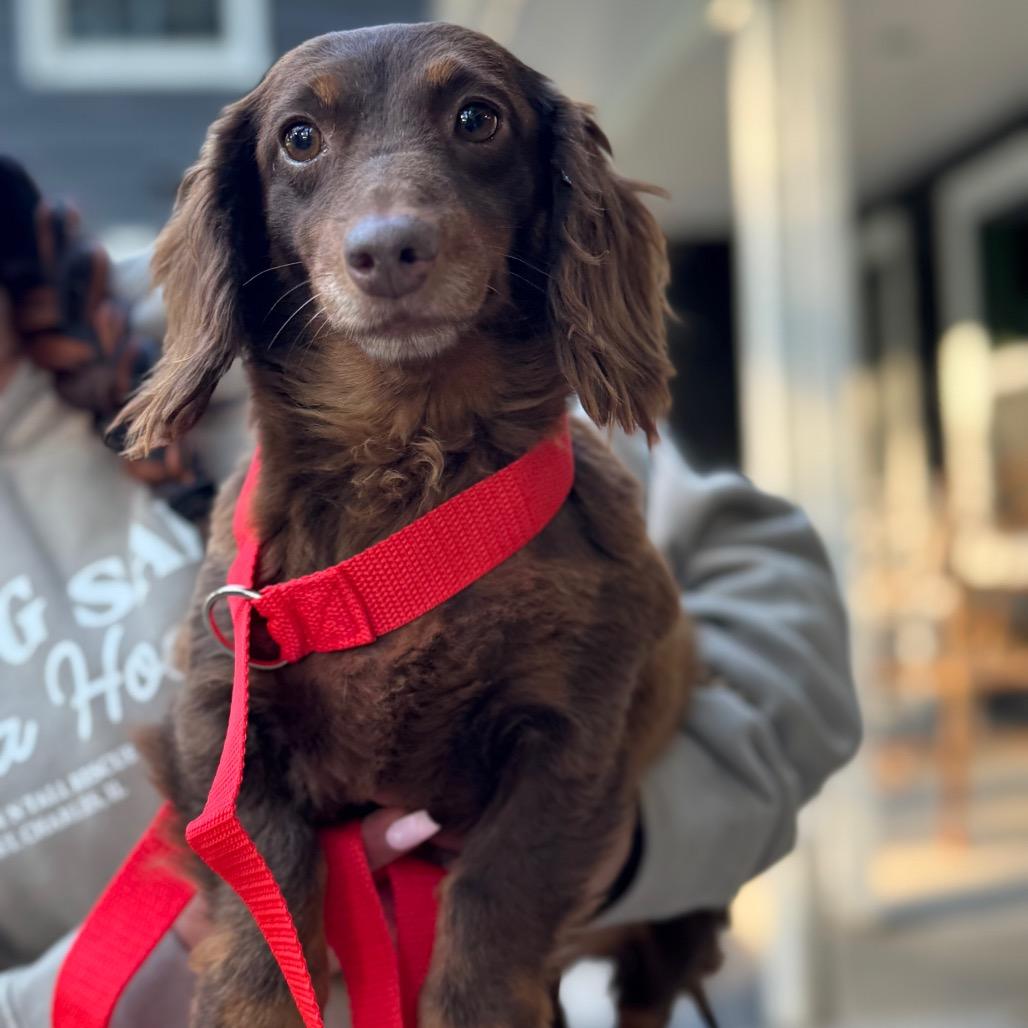Enlarge Pesto, a Adoptable Dachshund (Long Haired) in St. Charles, IL image 2/4