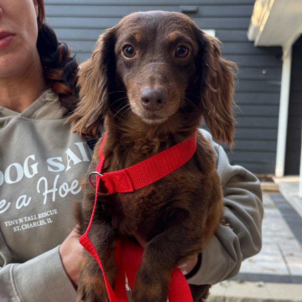 Enlarge Pesto, a Adoptable Dachshund (Long Haired) in St. Charles, IL image 3/4