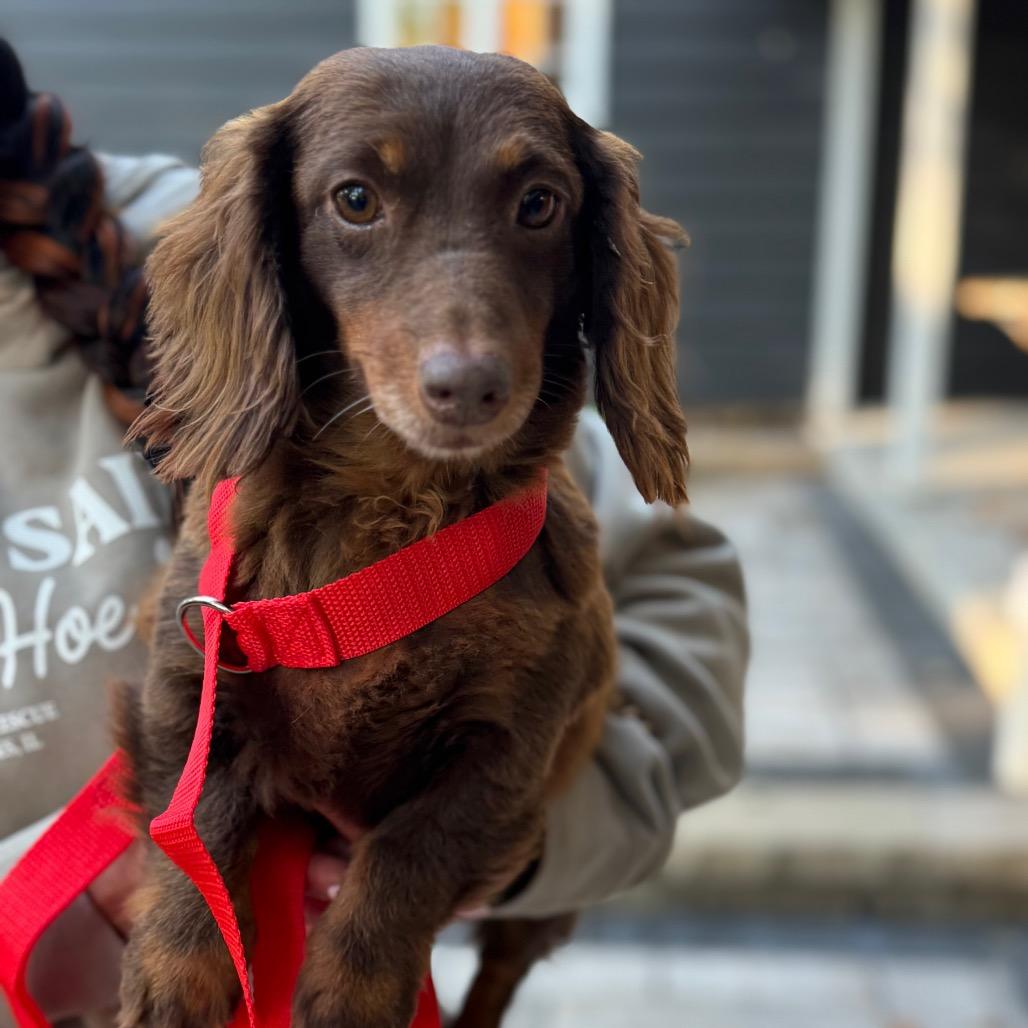 Enlarge Pesto, a Adoptable Dachshund (Long Haired) in St. Charles, IL image 4/4