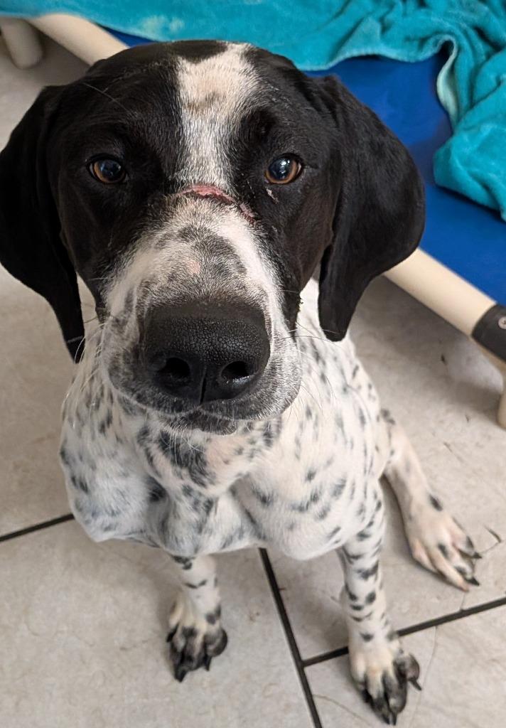 Charlie — thumbnail 2