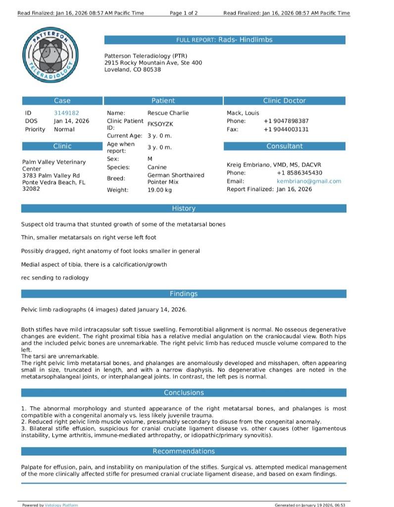 Charlie — thumbnail 3