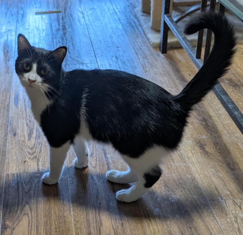FURGIE, Young Female Domestic Short Hair