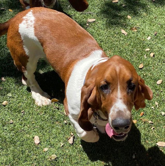Griffin, Adopted, Young Male Basset Hound.