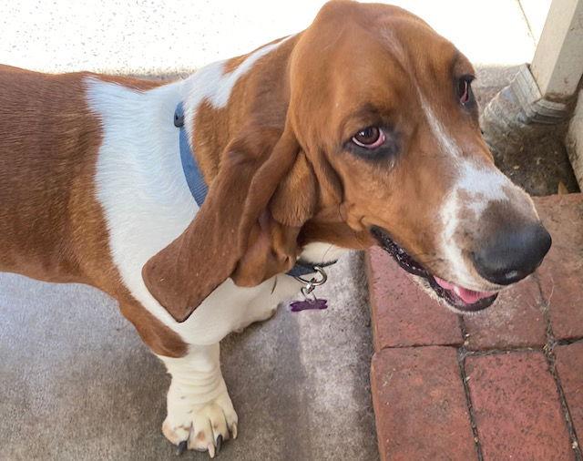 Enlarge Griffin, a Adopted Basset Hound in Petaluma, CA image 2/3