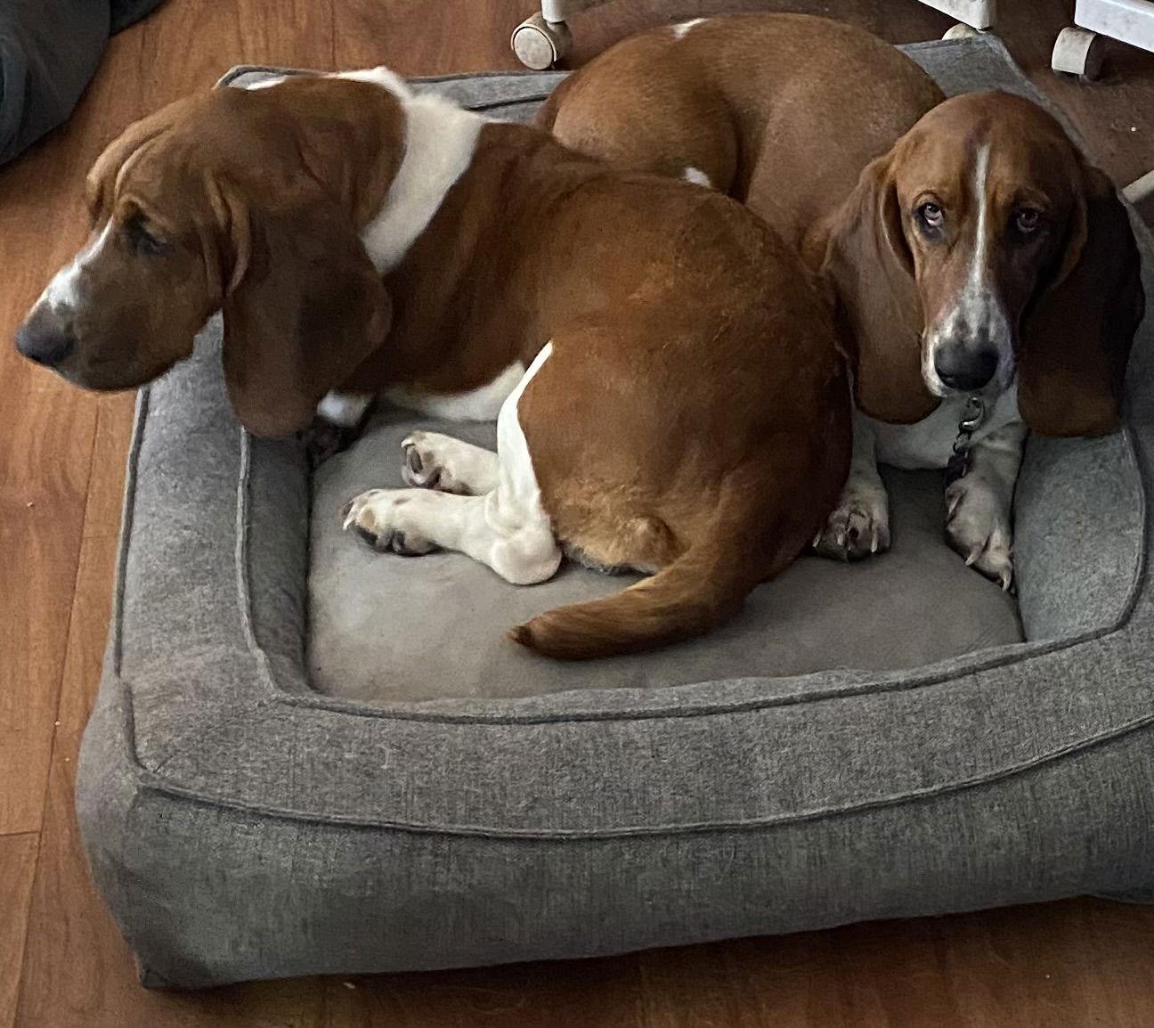 Enlarge Griffin, a Adopted Basset Hound in Petaluma, CA image 3/3