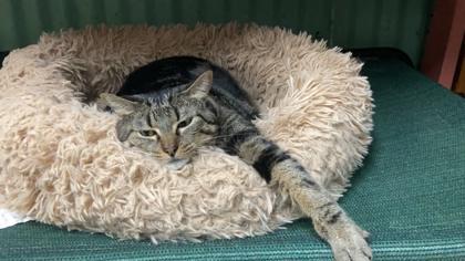 Kiwi, Adoptable, Senior Female Domestic Short Hair & Domestic Short Hair.