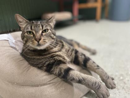 Kiwi, a Adoptable Domestic Short Hair in River Ridge, LA image 3/3